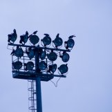 DSC_05291